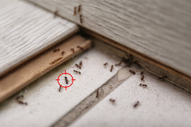 Best Mosquito Control Services  in Greenfield, MO